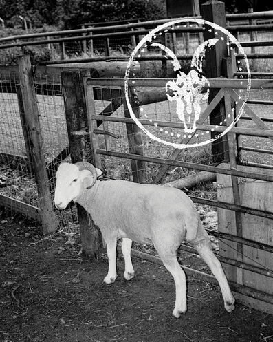 Black-and-white photograph of a ram standing beside a wooden farm gate, with the AllSaints ram skull logo overlaid above.