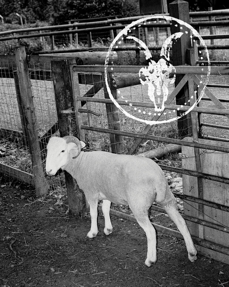 Black-and-white photograph of a ram standing beside a wooden farm gate, with the AllSaints ram skull logo overlaid above.