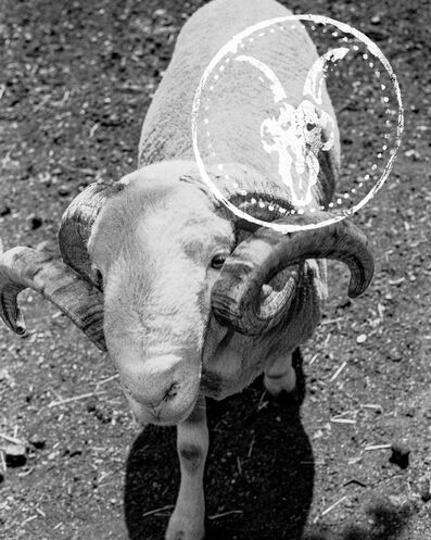 Black-and-white photograph of a ram standing beside a wooden farm gate, with the AllSaints ram skull logo overlaid above.