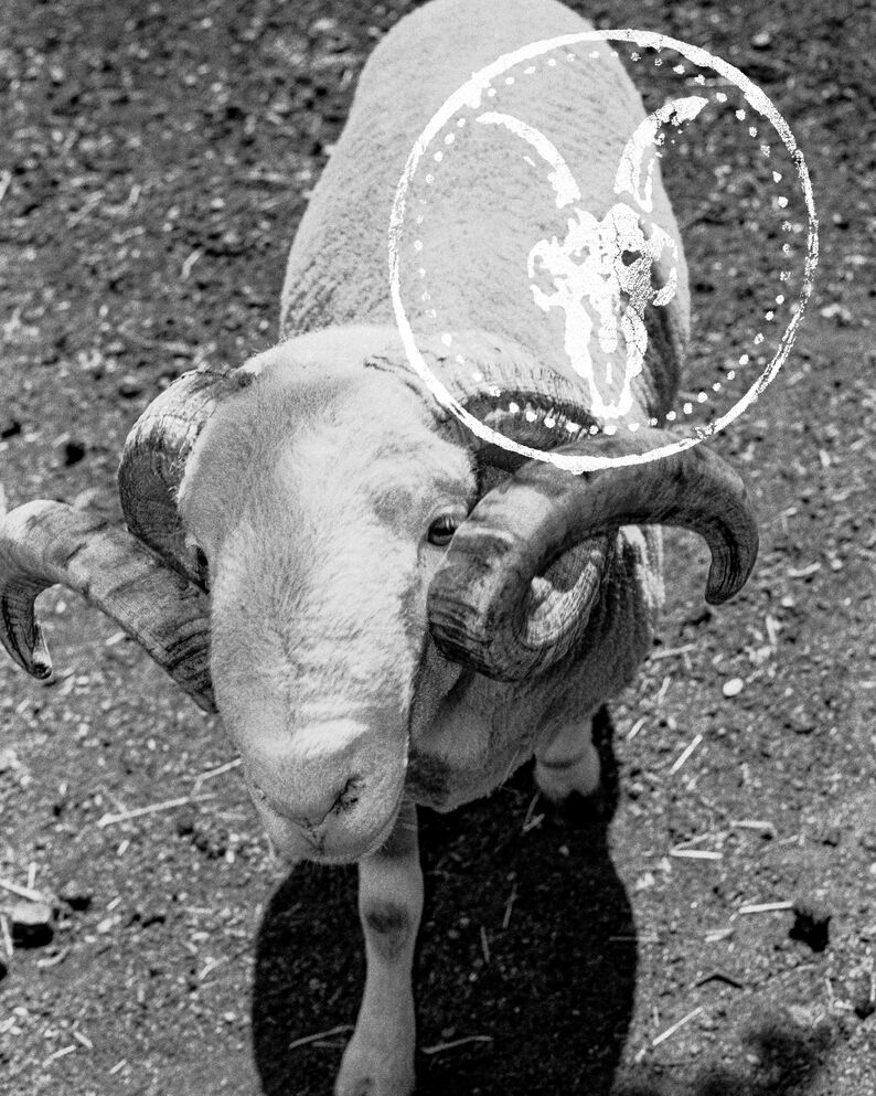 Black and white image of a ram